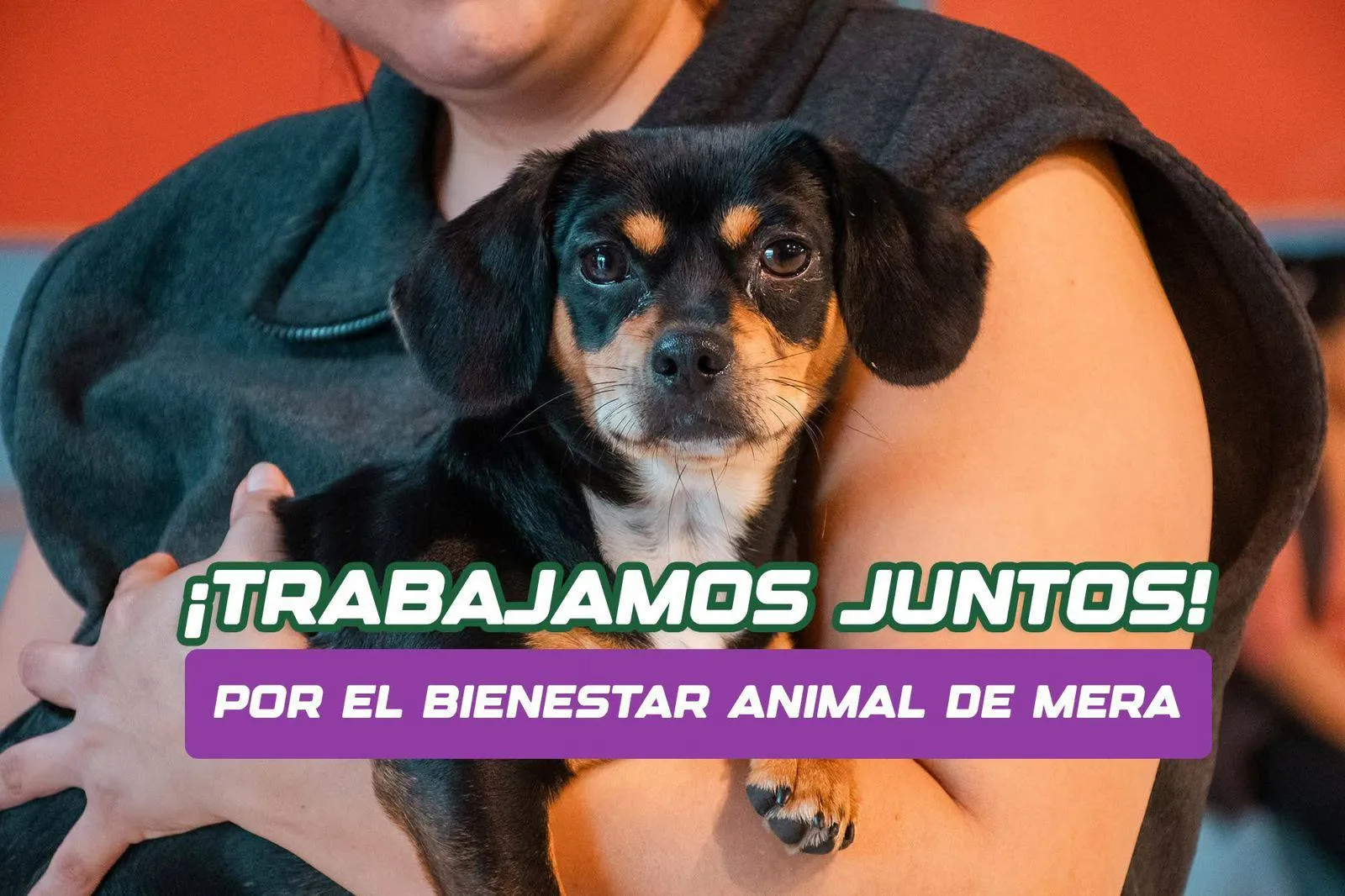 Lee más sobre el artículo Trabajamos juntos por el bienestar animal en Mera.